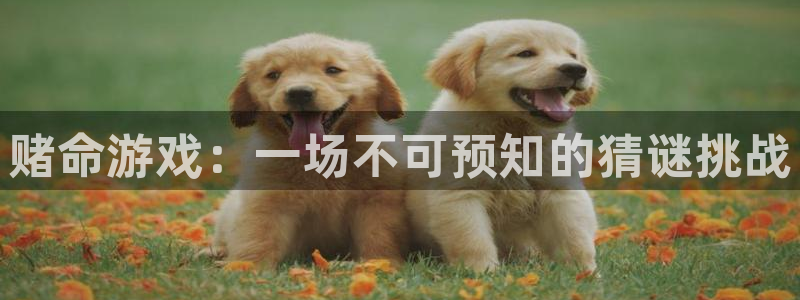 乐玩是什么软件